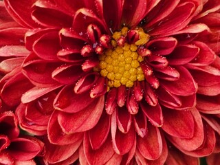 red dahlia flower