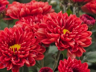 red chrysanthemum flowers
