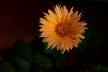 orange flower on black