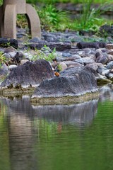狩りをするカワセミ