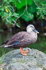 可愛い野鳥