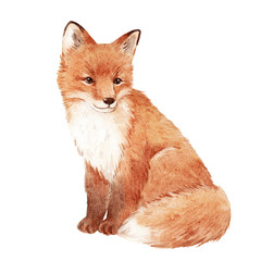 Beautiful stock illustration with hand drawn watercolor wild fox animal.