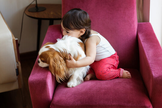 Baby girl sitting on armchair cuddling her dog cavalier king Charles spaniel