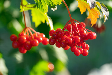 Ripe red viburnum berries, bunches on branches with leaves in natural conditions