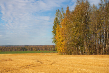 agricultural field with mown ears, dirt road to the forest