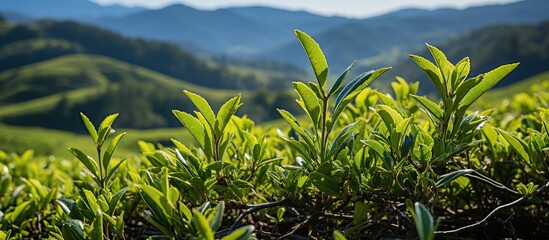 Fresh tea bud and leaves in Tea plantations - obrazy, fototapety, plakaty