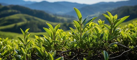 Foto op Aluminium Fresh tea bud and leaves in Tea plantations © Mas