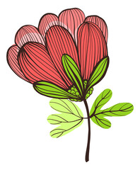 Poppy flower. Red natural field plant in hand drawn style
