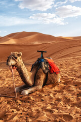 Camel caravan in the Sahara of Morocco. - obrazy, fototapety, plakaty