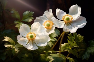 Obraz na płótnie Canvas Elegant Spring Macro: White Anemones, Ladybug, and Sunlight on a Dark Background