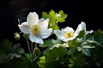 Elegant Spring Macro: White Anemones, Ladybug, and Sunlight on a Dark Background