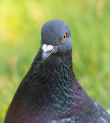 Portrait of a pigeon on a green lawn in nature