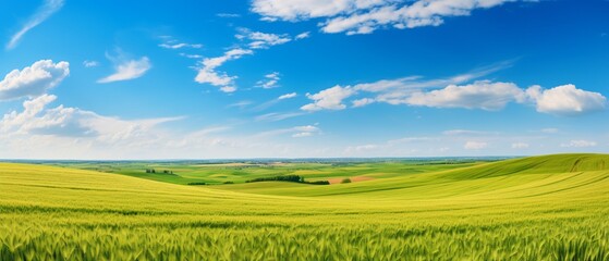 Obraz premium Colorful Summer Panorama: Green Grass, Ripe Wheat Field, and Blue Sky