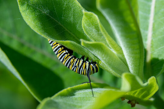 Monarch butterfly caterpillar on a milkweed plant on a summer day in Minnesota, USA
