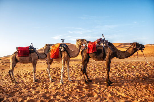 Camels resting in the Sahara Desert, Merzouga, Morocco.