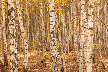 Obraz premium Young birch forest in autumn. Nature