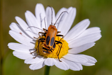 Close up of  two Goldenrod soldier beetles mating on a wild white daisy in rural Minnesota, USA.
