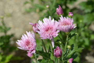 Obraz premium 延命楽 食用菊