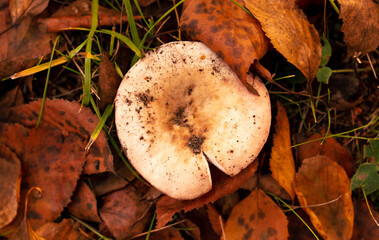 Russula mushroom in the ground in the forest in autumn - obrazy, fototapety, plakaty
