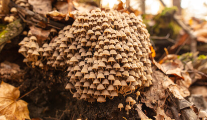 Poisonous mushroom in the ground in the forest in autumn