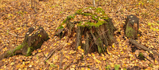 Tree stump covered with moss in the autumn forest