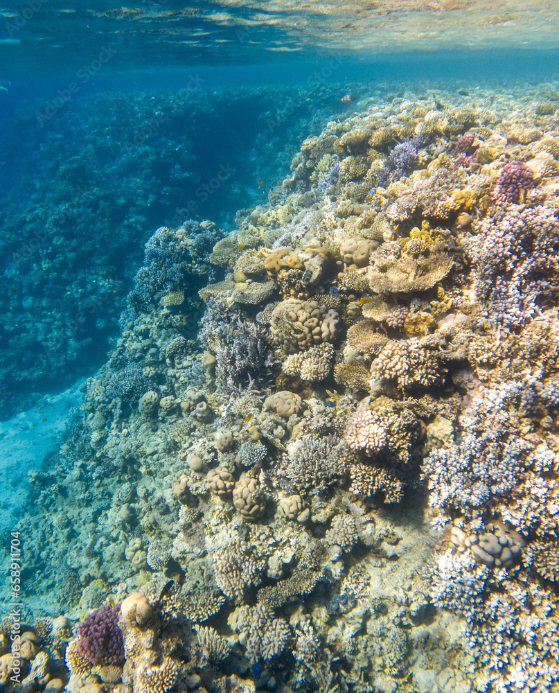 Wall mural Coral reef under sea water.