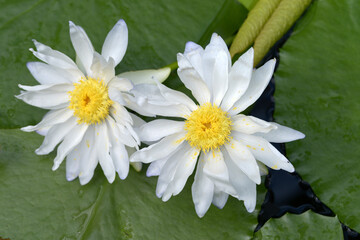 ニンファエア・ギガンティア