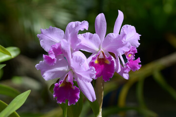 リンカトレアンテ・テンノウザン