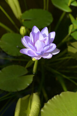紫のスイレン