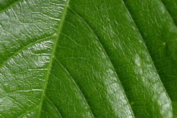葉模様　自然の造形