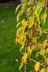 Farben im Herbst - Herbstfarben am Baum