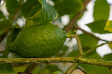 grüne Lemon Frucht am Baum