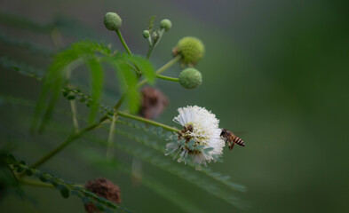 Close up White popinac flowers