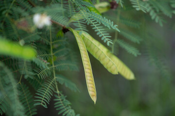 Close up of acacia leaves on a tree in the garden.
