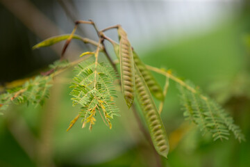 Close up of acacia leaves on a tree in the garden.