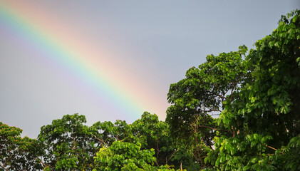 Obraz premium Rainbow in the sky over the tree, rainforest, Thailand