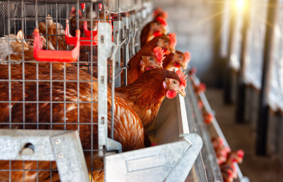 african entrepreneur, egg laying hens , industrial scale in multiple caged batteries in a row.