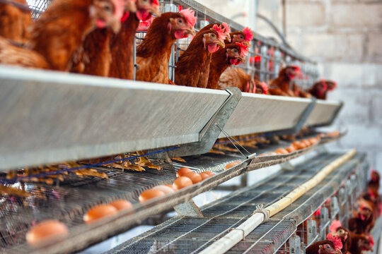 african entrepreneur, egg laying hens , industrial scale in multiple caged batteries in a row.