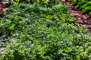 Fototapeta na wymiar organic green fresh parsley crop in the field redy to be picked up