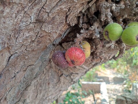 Ficus Racemosa