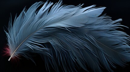 Bird feathers. Realistic feathers. 