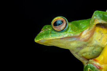Malabar Gliding Frog (Rhacophorus malabaricus) or Malabar flying frog