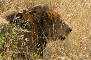 Adult male lion among the grasses of the savanna with the last lights of the afternoon