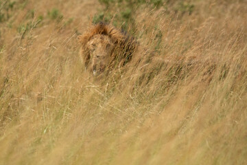 Adult male lion in the African savannah among tall grasses at first light in the evening