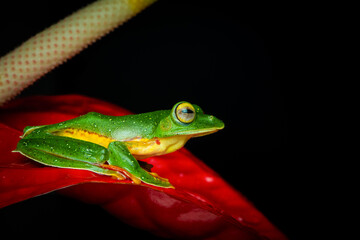 Malabar Gliding Frog (Rhacophorus malabaricus) or Malabar flying frog