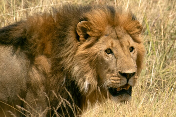 Adult male lion among the grasses of the savanna with the last lights of the afternoon