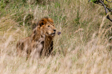 Adult male lion among the grasses of the savanna with the last lights of the afternoon