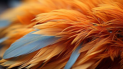 Bird feathers. Realistic feathers. 