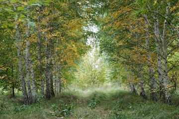 autumn in the forest