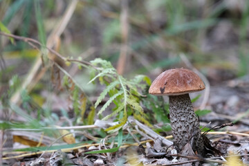 Fototapeta premium Mushrooms in the forest. Close-up of a growing mushroom. Beautiful autumn landscape. Natural product. Boletus, porcini mushroom.